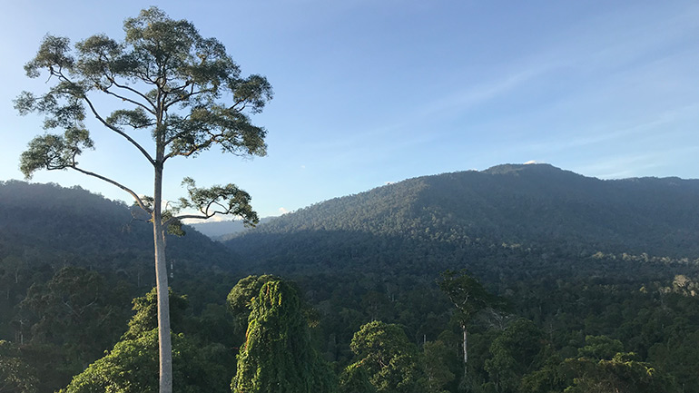 Old-growth tropical forest at Maliau Basin Conservation Area in Sabah, Malaysian Borneo. Credit: Maria Mills