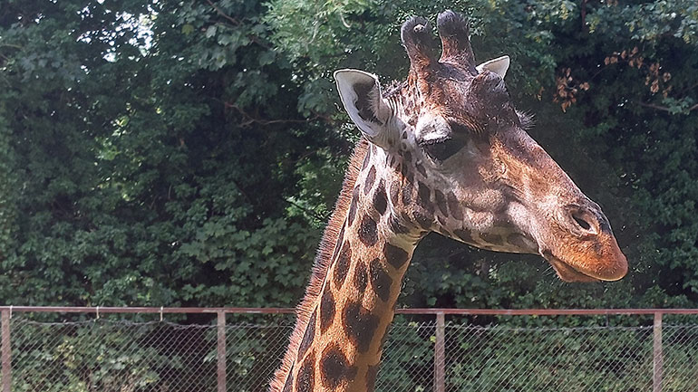 Giraffe 