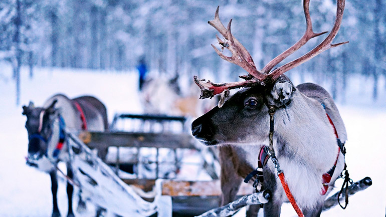 Reindeer with a sleigh, possibly Father Christmas's?