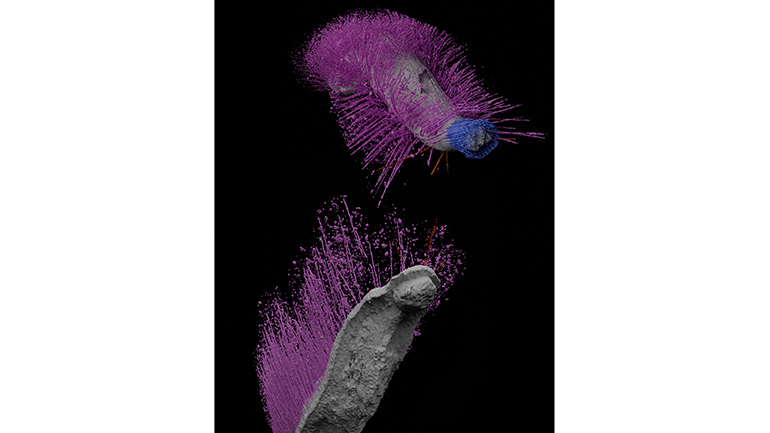Image showing a detailed 3D model of Emo (at the top) and Punk (at the bottom), reconstructed as digital virtual fossils. Both specimens from an undisclosed locality in Herefordshire, UK. Credit: Dr Mark Sutton, Imperial College London.