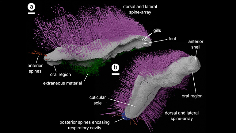 Image showing a detailed 3D model of Punk (at the top) and Emo (at the bottom), reconstructed as digital virtual fossils. Both specimens from an undisclosed locality in Herefordshire, UK. Credit: Dr Mark Sutton, Imperial College London.