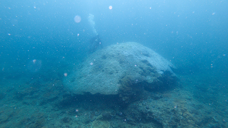 Massive coral in the Miri-Sibuti Coral Reef National Park. Credit: Walid Naciri