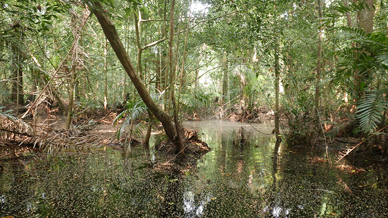 Swamp forest, DRC. Credit: Greta Dargie