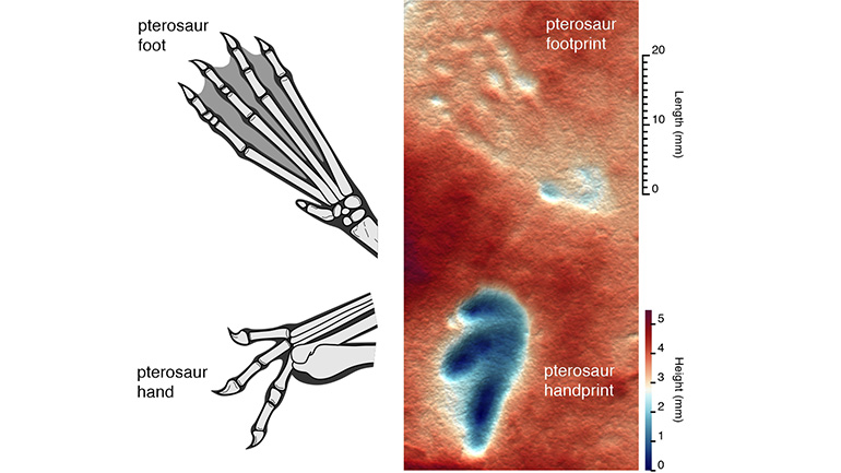 Pterosaur tracks meet their match. Where ancient footprints meet their maker. A side-by-side comparison of a pterosaur’s hand and foot with 155-million-year-old tracks from Wyoming, USA. The false-colour depth map reveals the shape and pressure of each step, showing that these creatures bore more weight on their hands while walking.