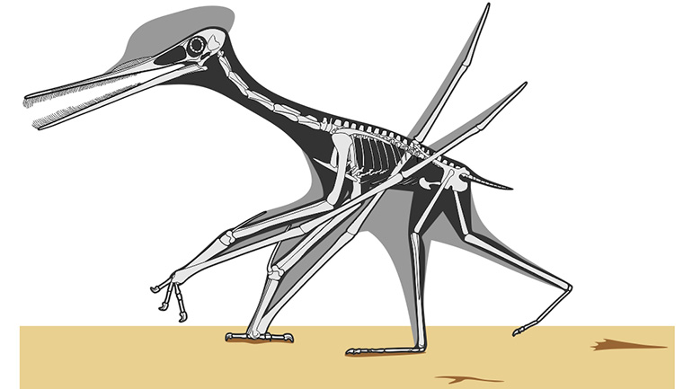A skeletal reconstruction of a comb-jawed pterosaur walking across an ancient mudflat, its posture and movement informed by fossil trackways.