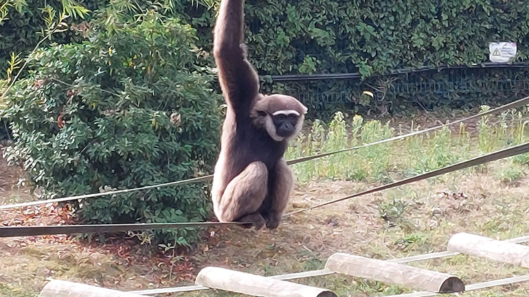 Agile Gibbon 
