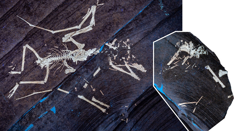 The hatchling Pterodactylus, nicknamed Lucky, illuminated UV light. Both part and counterpart show the delicate bones of this tiny pterosaur, capturing a fractured wing in extraordinary detail.