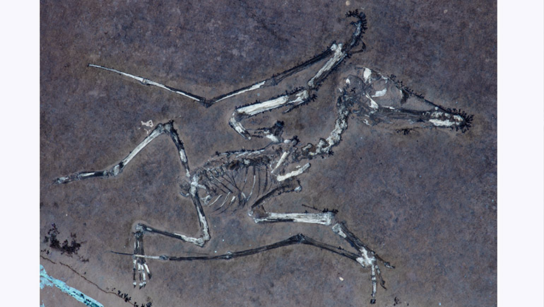 Lucky II, another hatchling Pterodactylus, preserved as a part and partial counterpart under UV light. Like the other individual, it has a fractured wing, providing rare insight into how even the youngest pterosaurs experienced injuries.