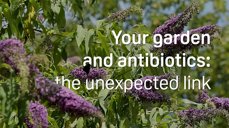 Title card for the video 'Your garden and antibiotics: the unexpected link'