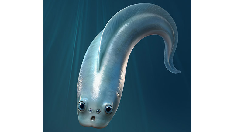 Artist’s reconstruction of a myllokunmingiid, the oldest known vertebrate, with four eyes that helped it see and navigate its ancient world. Credit: Xiangtong Lei & Sihang Zhang