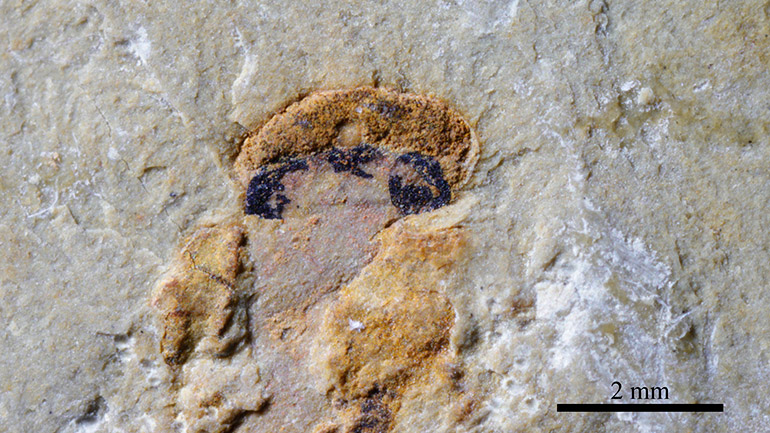 Close-up of the head of a myllokunmingiid fossil, the oldest known vertebrate, revealing four eyes — two large lateral eyes and two smaller central eyes — preserved as dark patches in the fossil. Credit: Xiangtong Lei & Sihang Zhang