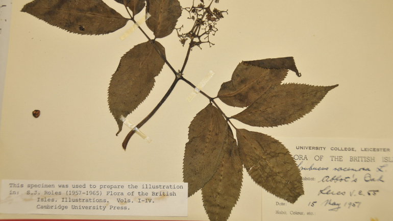 herbarium 770