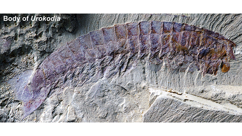 General body shape of Urokodia under macrophotography.