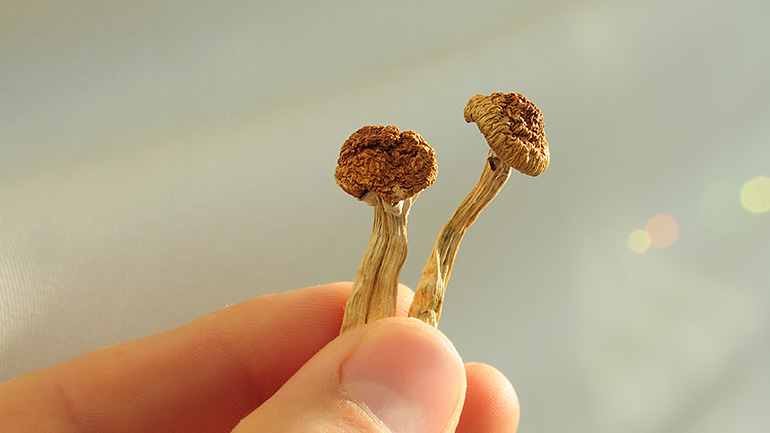 Close-up of a hand holding two small dried mushrooms by the stems against a softly blurred background.
