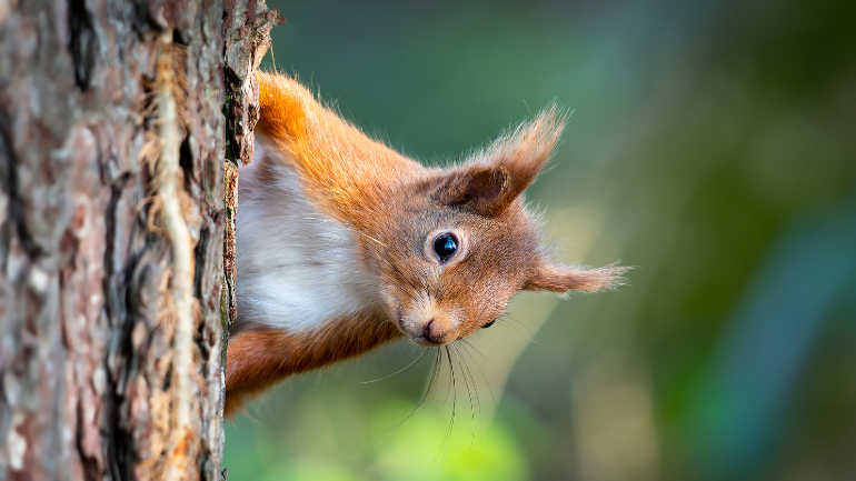 red squirrel peeking from behind a tree