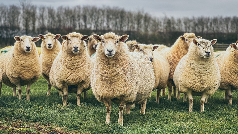 Flock of sheep standing in a field.