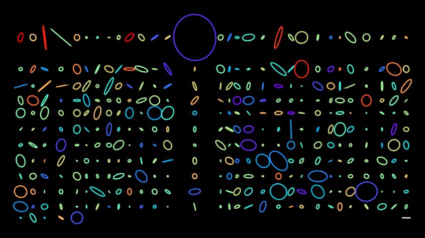Composite animation of the sky-projected motions of binary stars whose orbits have been determined by ESA's Gaia mission.