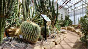 cacti in desert house botanic garden university of leciester