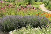 herb garden at botanic garden university of leicester