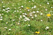 meadow with white daisies and yellow flowers