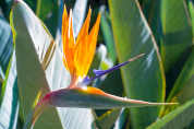 close up of bird of paradise flower