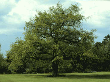 old oak at the botanic garden university of leicester