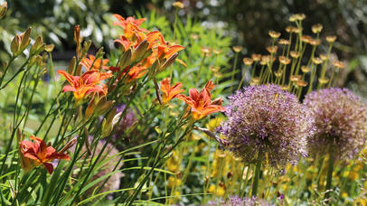 lillies and other flowers at the botanic gardens
