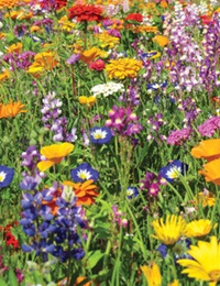 meadow flowers
