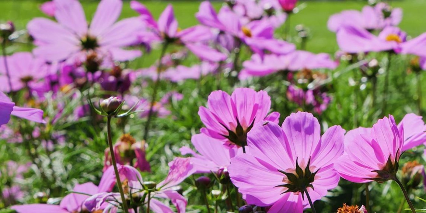 close up shot of purple flowers in a park