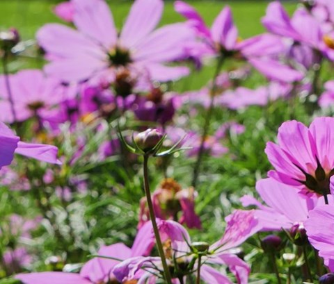 close up shot of purple flowers in a park