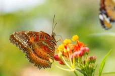 close up image of a butterfly