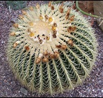 Image of barrel cactus