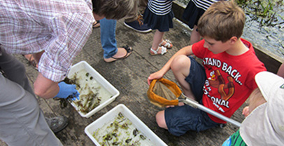 An adult showing examples of pond life in trays to a child