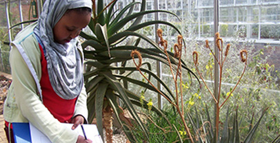 A child completing a worksheet in the desert house at the University of Leicester Botanic Garden