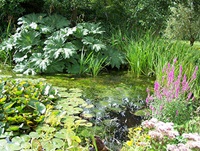 Knoll pond at the Botanic Garden