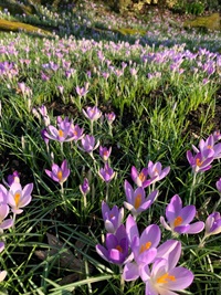 crocus