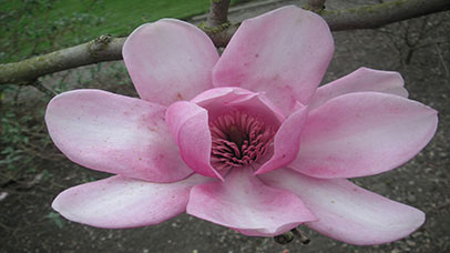 Close up of a pink flower