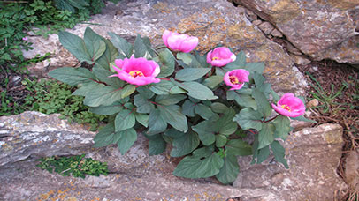 Close up of a plant with pink flowers within rockery.