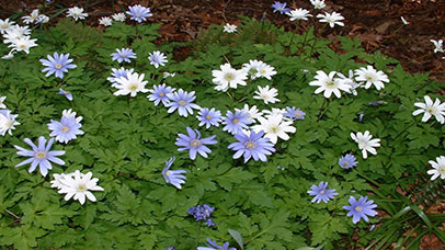 Blue and white flowers in a green plant.