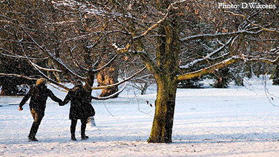 Two people walking past a tree in a snowy garden. Photo credited to D. Wikcens