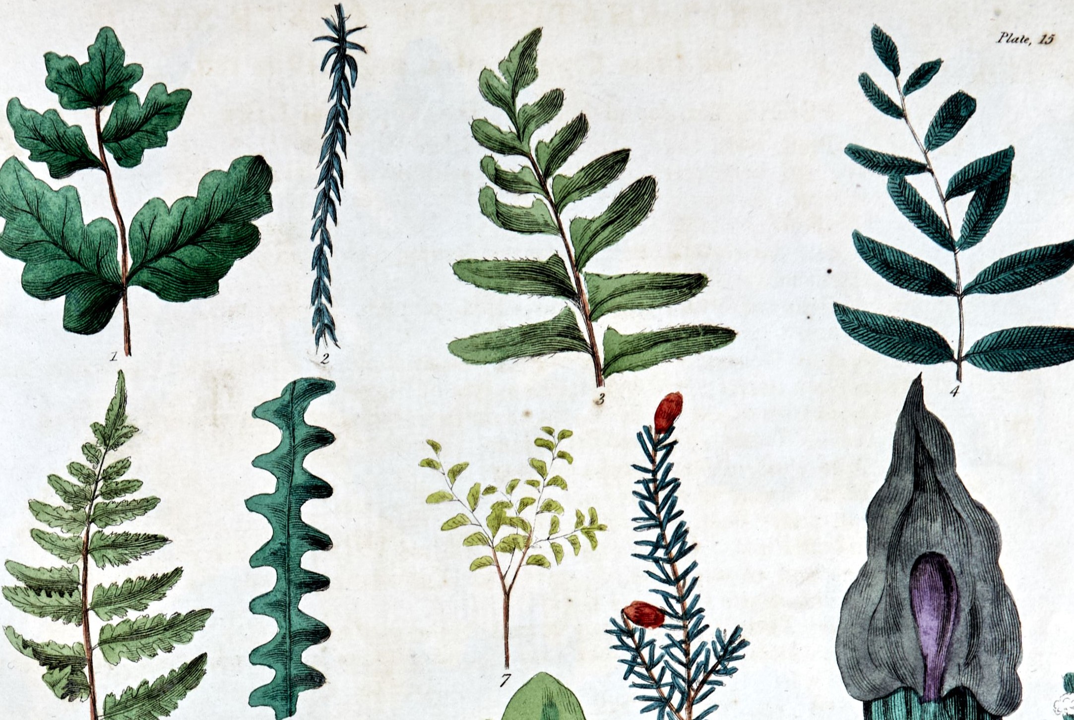 Illustrations from American Flora