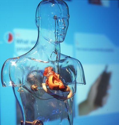 A transparent figure of the human body containing a heart