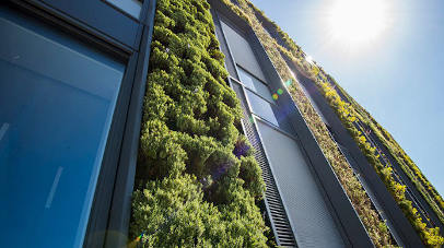 wall with plants on it