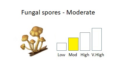 bar chart showing moderate levels of fungal spores next to an image of mushrooms