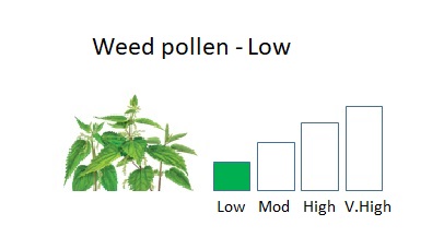 bar chart showing low weed pollen levels next to an image of nettle 