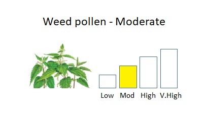 bar chart showing moderate weed pollen levels alongside an image of nettles