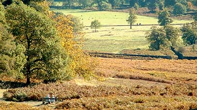 large trees and fields in england