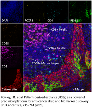 Pre-clinical models enabling drug and biomarker discovery