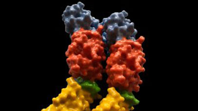 Streptococcus pneumonia strain