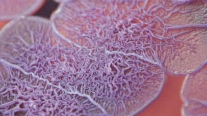 Close up of tropical phages strain